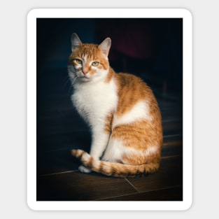 Picture of a cat sitting on the floor Sticker